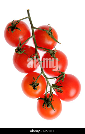 Tomaten am Rebstock Stockfoto