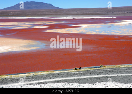 Laguna Colorada, rote Lagune, mit roten Algen/Pigmente und weißen Borax, Altiplano, Eduardo Avaroa Fauna der Anden National Reserve, Bolivien Stockfoto