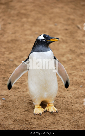 ein Pinguin an lebenden Küsten Torquay Devon uk Stockfoto