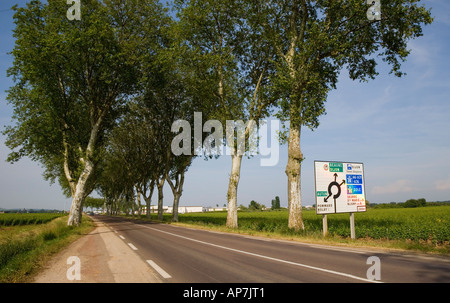 PLATANEN AUF STRASSE IN DER NÄHE VON BEAUNE MIT ROAD ANMELDEN HINTERGRUND BURGUND FRANKREICH EUROPA Stockfoto