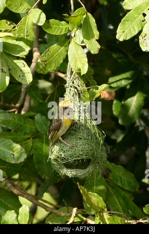 Baya Weaver, Ploceus philippinus und Nest Uda Walawe National Park, Sri Lanka Stockfoto