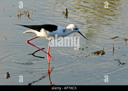 Schwarz - geflügelte Stelzenläufer (Himantopus himantopus) Bundala Nationalpark, Sri Lanka Stockfoto