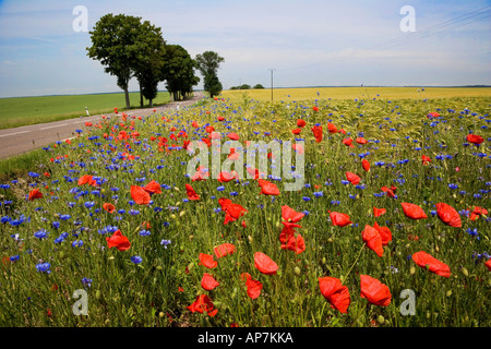 MOHNBLUMEN MAIS BLUMEN UND GERSTE IN EIN FELD AUF SEITE DES LEEREN STRAßE ZENTRAL-FRANKREICH EUROPA Stockfoto