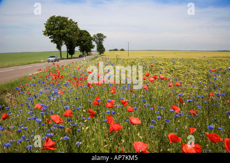 MOHNBLUMEN MAIS, BLUMEN UND GERSTE IM FELD AUF SEITE DES STRAßE AUTOS ON-ROAD-ZENTRAL-FRANKREICH EUROPA Stockfoto