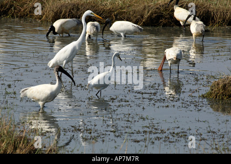 Bundala NP, Sri Lanka, afrikanische Heiliger Ibis, Threskiornis aethiopicus, Mittelstufe, Ardea intermedia & kleine Reiher, Afrikanischer Löffler, Platalea alba Stockfoto