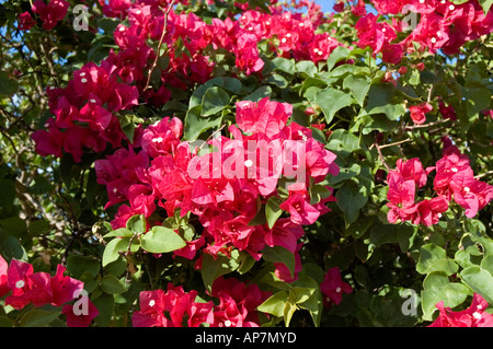 Die brillante rötliche Farbe der beliebte Zierpflanze Bougainvillea, Varadero Stockfoto