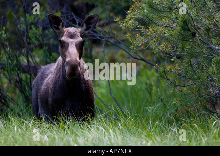 Elche (Alces Alces) in Rocky Mountain Nationalpark, Colorado Stockfoto