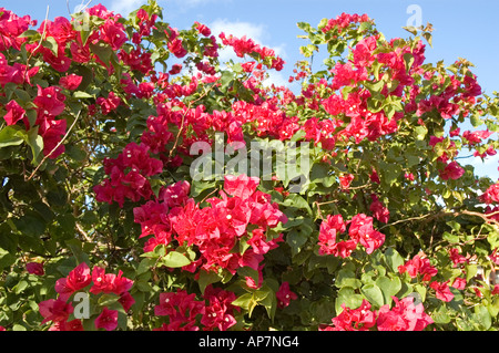 Die brillante rötliche Farbe die beliebte Zierpflanze kontrastiert Bougainvillea vor blauem Himmel, Varadero, Kuba Stockfoto
