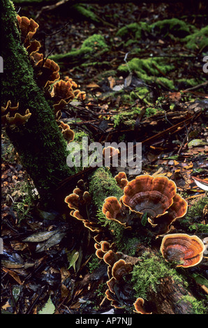 Orange Pilze wachsen auf einen umgestürzten Baum Tasmanien Stockfoto