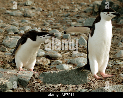 Kinnriemen Pinguine in der Antarktis Stockfoto