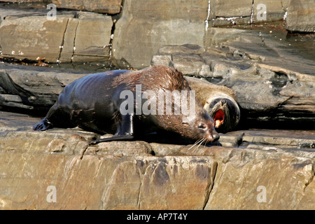 Männliche und Weibliche neuseeländische Pelzrobben, Cape du Couedic, Flinders Chase National Park, Kangaroo Island, South Australia, Australien Stockfoto