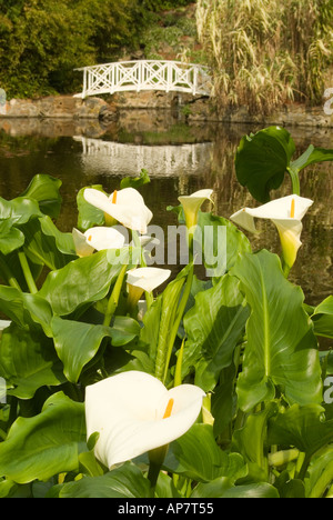 Arum Lilien vor einem Teichwasserspiel mit klassischer weißer Brücke in den Hobart Royal Botanical Gardens in Tasmanien Stockfoto