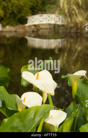 Arum Lilien vor einem Teichwasserspiel mit klassischer weißer Brücke in den Hobart Royal Botanical Gardens in Tasmanien Stockfoto