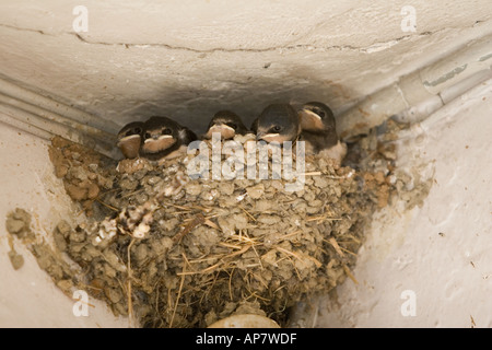Junge Schwalben, Hirundo Rustica, warten auf Eltern mit Essen, nisten über Glühbirne, Veneto, Italien Stockfoto