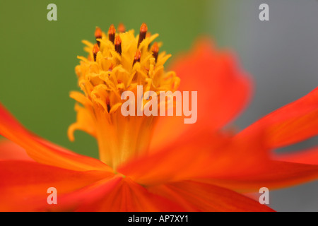 Schwefel Kosmos Cosmos Sulphureus Sonnenuntergang Asteraceae Juli Canon 300 mm f4 500D Schlüsselwörter Sommer Blume Blumen Kosmos Schwefel orange Stockfoto