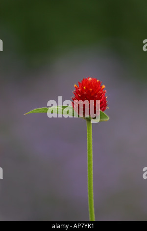 Globe Amaranth Erdbeere Felder Gomphrena Globosa Amaranthaceae p Schlüsselwörter Globus Amaranth Erdbeerfelder Gomphrena Globosa l Stockfoto