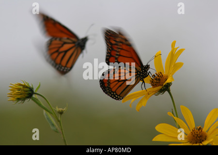 zwei Monarchfalter Danaus Plexippus nördlichen Illinois Prairie p Schlüsselwörter Monarch-Schmetterling Schmetterlinge Danaus Plexippus pra Stockfoto