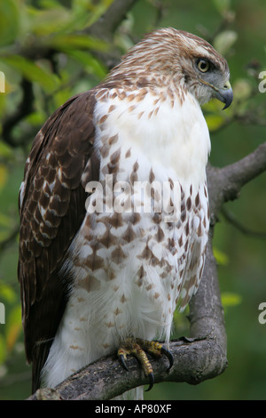 Juvenile rot tailed Hawk Buteo Jamaicensis nördlichen Illinois p Keywords, die red tailed Hawk Buteo Jamaicensis juvenile Port schließen Stockfoto