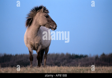 Przewalski Pferd (Equus Caballus Przewalskii) im Feld Stockfoto