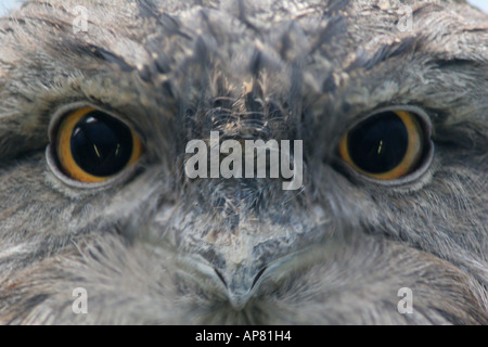 Tawny Frogmouth ein Strigoides p Schlüsselwörter Tawny Frogmouth ein Strigoides stock Foto Bild Bild Frogmouth Vogel avia Stockfoto