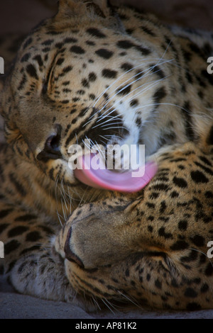 paar des Amur Leoparden Panthera Pardus Orientalis p Schlüsselwörter Amur Leopard Leoparden Panthera Pardus Orientalis stock Foto Foto Stockfoto