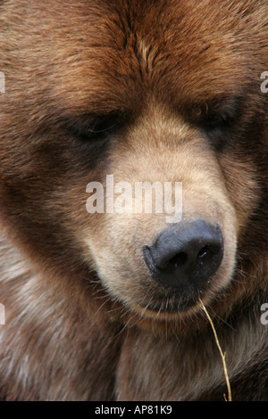 Alaskan Braun Bär Ursus Arctos p Schlüsselwörter Alaskan Braunbär Ursus Arctos Bären braun Porträt Gesicht Nahaufnahme Foto Braunbär ein Stockfoto