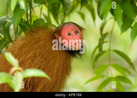 ROTER UAKARI Affen Cacajao Calvus ucayalii Stockfoto