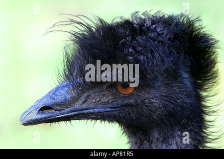 Emu Dromaius Novaehollandiae p Schlüsselwörter emu Dromaius Novaehollandiae Kopf Großaufnahme stock Foto Fotos Bild Bilder Bild pictu Stockfoto