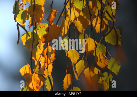 weinende Birke Betula Pendel Youngii in Herbst Farben p Schlüsselwörter weinende Birke Betula Pendel Youngii junge s stock Foto Fotos i Stockfoto