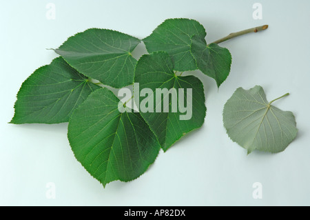 Silber-Linde Tilia Tomentosa Tilia Argentea Zweig mit Blättern und einzelne Blatt Stockfoto