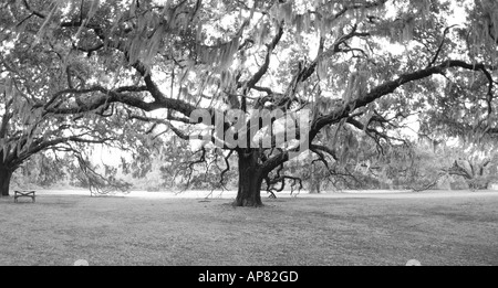 Eichen Quercus Virginiana mit spanischem Moos Tillandsia Usneoides Pflaume Obstgarten Cumberland Insel Küstenschutzgebiet Georgien p k Stockfoto