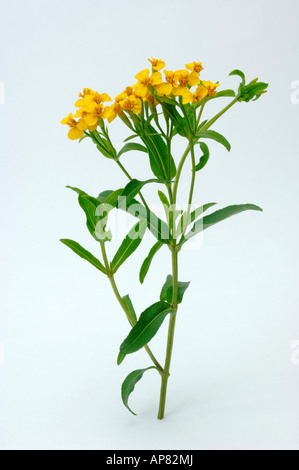 Ringelblume (Tagetes Tenuifolia) blühende Zweig Studio Bild Signet Stockfoto