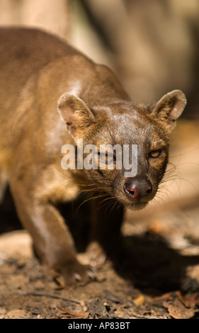Fossa, Cryptoprocta Ferox, Kirindy Wald, Madagaskar Stockfoto
