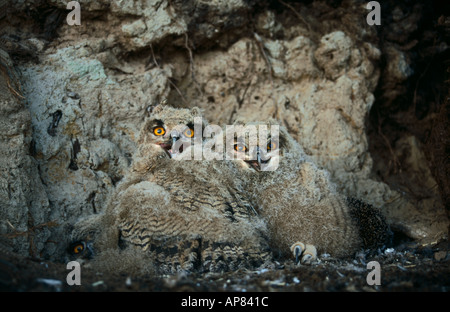 Zwei Uhus (Bubo Bubo) in seinem nest Stockfoto