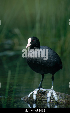 Eurasische Blässhuhn (Fulica Atra) Vogel auf Stein im See stehend Stockfoto