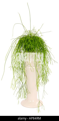 Mistel Kaktus Rhipsalis Baccifera Rhipsalis Cassutha Topfpflanze auf einer Pflanze-Spalte Stockfoto