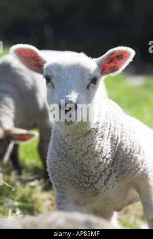 Kleines Maultierlammchen im Frühling, lange Ohren gestochen, neugierig beobachten (Vorderansicht Nahaufnahme, adultes Schaf hinter, Weide) - Yorkshire, England, Großbritannien. Stockfoto