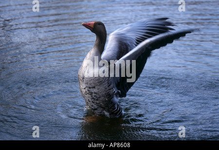 Graugans (Anser Anser) seine Flügel im Wasser ausbreitet Stockfoto