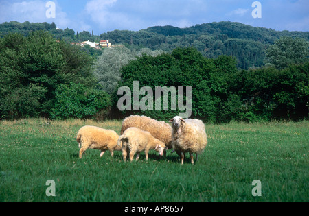Vier Schafe im Feld, Agios Georgios, Korfu, Griechenland Stockfoto
