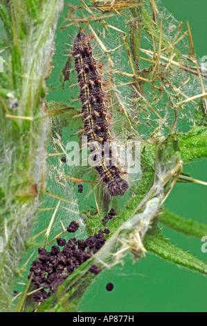 Distelfalter Distel Schmetterling (Vanessa Cardui, Cynthia Cardui). Raupe im Selfmade Nest von Seidenfäden und Distel Stacheln Stockfoto