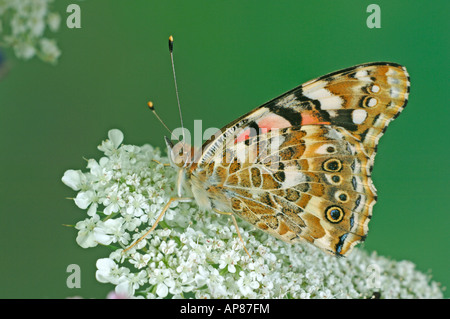 Distelfalter, Distel Schmetterling (Vanessa Cardui, Cynthia Cardui) auf Blume Stockfoto