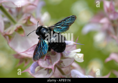 Europäische Holzbiene (Xylocopa Violacea) bestäuben wahre Clary Blume Stockfoto