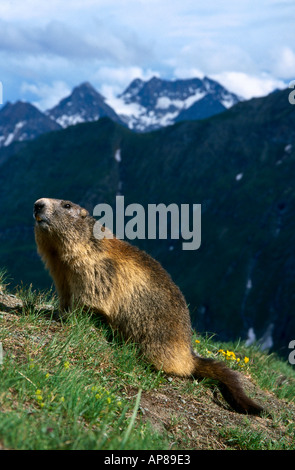 Murmeltier (Marmota Monax) sitzen am Berg Stockfoto