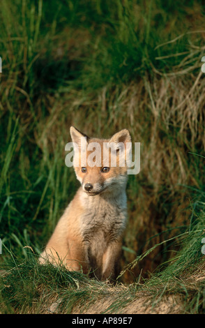 Jungtier der Rotfuchs (Vulpes Vulpes) im Wald Stockfoto