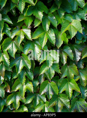 Üppigen Wachstum von wildem Wein Parthenocissus Tricuspidata in sommergrün Stockfoto