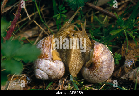 Nahaufnahme der Burgunder Schnecke (Helix Pomatia) Paarung in Feld Stockfoto