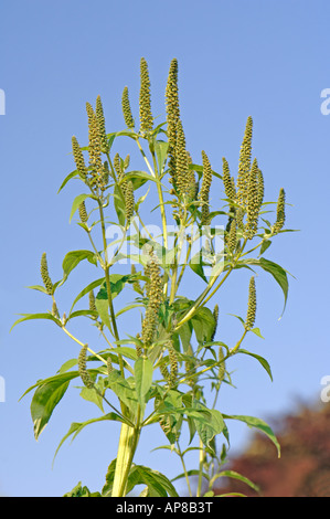 Giant Ragweed (Ambrosia Trifida), Blüte Stockfoto