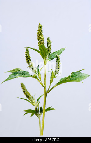 Giant Ragweed (Ambrosia Trifida), blühend, Studio Bild Stockfoto