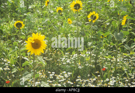 Flowers and stems of Sunflowers or Helianthus annuus growing with Scented mayweed to provide ground cover for game birds Stockfoto