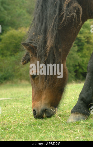 Dartmoor Ponys Weiden auf Barton Hills National Nature Reserve Bedfordshire, England Stockfoto